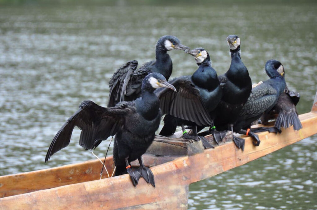 嵐山の鵜飼 画像2
